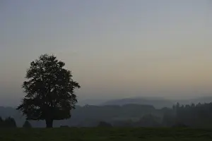 Silhouette of a single beech tree on a meadow in the Westerwald