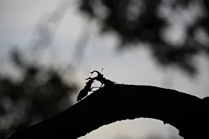 Silhouette of two stag beetles (Lucanus cervus) n on a branch in the soft light of sunset