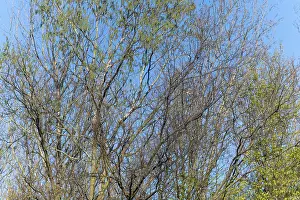 Silhouette of a tree in front of the sky