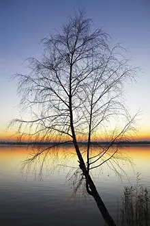 Silhouette tree at sunset