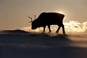 Silhouette of a young male Svalbard Reindeer (Rangifer tarandus platyrhynchus) foraging for food in the windblown