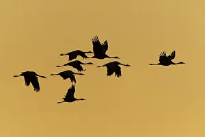 Silhouettes of cranes flying in front of a golden sky