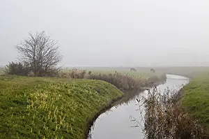 Silhouettes of two donkeys by canal in dense fog