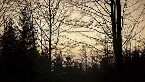 Silhouettes of trees against a colorful evening sky