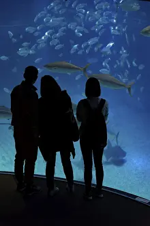 Silhouettes of visitors in front of a large aquarium with large fish
