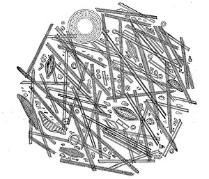 Siliceous diatoms or diatoms, Bacillariophyta