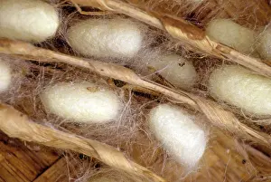 Silk