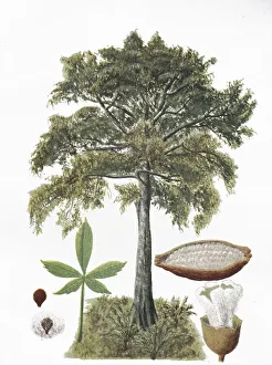 Silk-cotton tree (Ceiba pentandra)