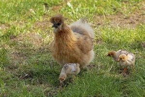 Framed Print : Silk hen with Wyandotte chick, hen Framed Print : Silk hen with Wyandotte chick, hen
