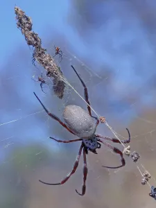 Silk spider, Silk spiders, Other animals