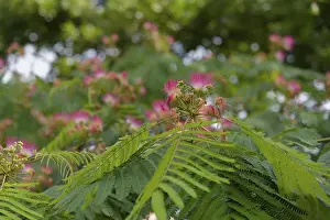 Silk tree (Albizia julibrissin)