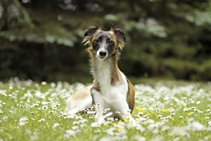 Silken Wind Sprite, male, in meadow with daisies