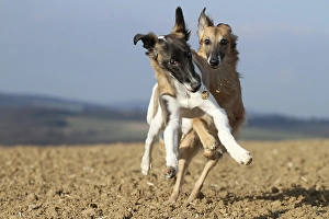 Silken Windsprite dogs, whippets, at play