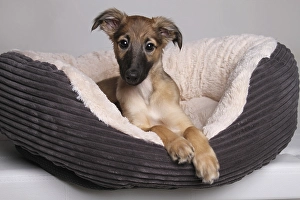 Silken Windsprite, puppy, 11 weeks