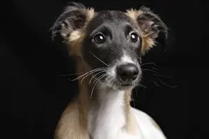 Silken Windsprite puppy, 13 weeks, portrait