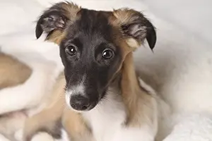 Silken Windsprite puppy, portrait, Germany, Europe
