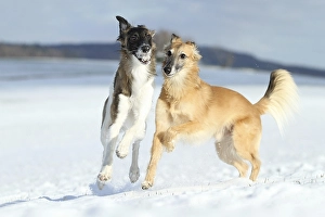 Silken Windsprite, whippets, dogs playing in the snow