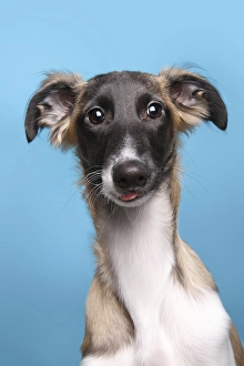 Silken Windsprite, young dog, portrait