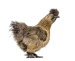 Silkie, sometimes spelled Silky