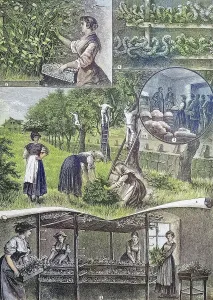 Silkworm breeding in Friuli, Italy