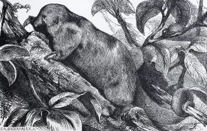 Silky anteater (Myrmecophaga didactyla)