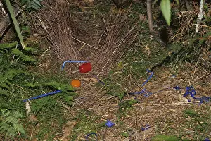 Silky bowerbird (Ptilonorhynchus violaceus)