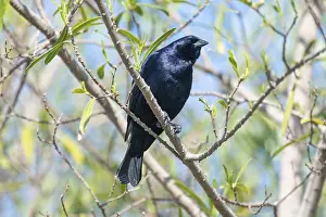 Silky cowbird (Molothrus bonariensis) male in the wild