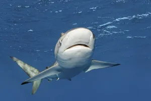 Silky shark (Carcharhinus falciformis) swimming in open water