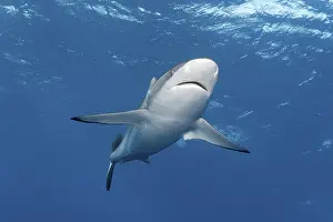 Silky shark (Carcharhinus falciformis) swimming in open water