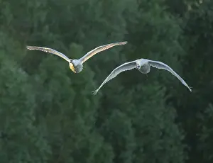 Silted swan (Cygnus olor), two swans in flight