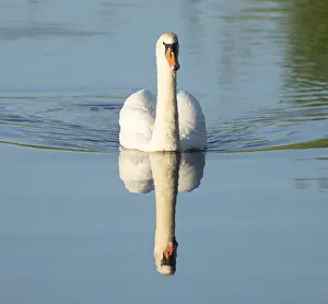 Silted swan (Cygnus olor) swimming on a lake