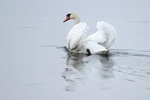 Silted swan (Cygnus olor) swims in impressive position on a lake