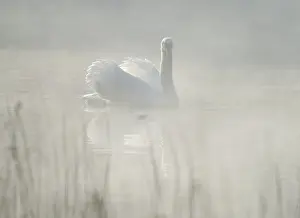Silted swan (Cygnus olor) swims in impressive position on a lake