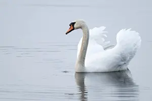 Silted swan (Cygnus olor) swims in impressive position on a lake