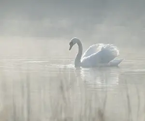 Silted swan (Cygnus olor) swims in impressive position on a lake