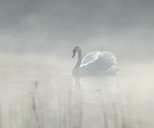 Silted swan (Cygnus olor) swims in impressive position on a lake