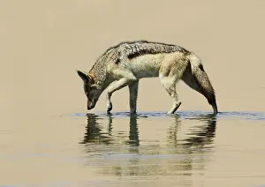 Silver Backed Jackal (Canis mesomelas) reflected in a pool of water
