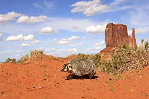 Silver badger (Taxidea taxus), running
