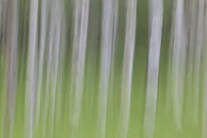 Silver birch (Betula pendula)