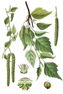 Silver birch (Betula pendula, Betula verrucosa)
