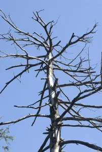 Silver birch tree without leaf at khajjair