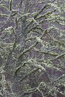 Silver birch, warty birch