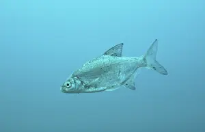 Silver Bream, Austria, Blicke, Rosensee