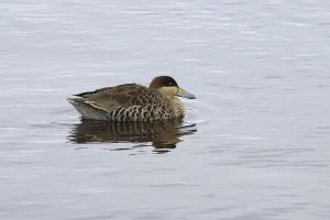 Silver Duck, Silver Ducks, Ducks