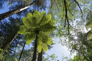Silver fern (Cyathea dealbata) in tropical rainforest