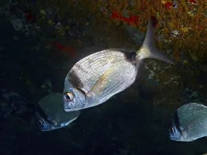 Silver fish, two-banded bream (Diplodus vulgaris)