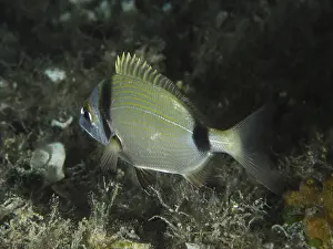 A silver fish with yellow stripes