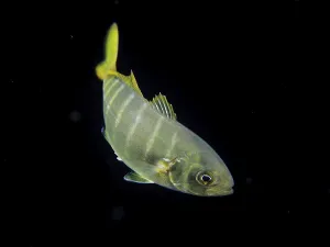 A silver fish with a yellow tail