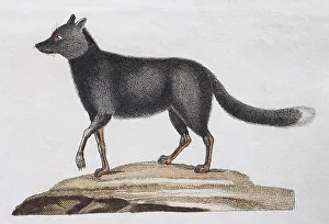 Silver fox, (Canis argentatus)