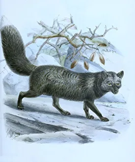Silver fox, canis fulvus, Historic